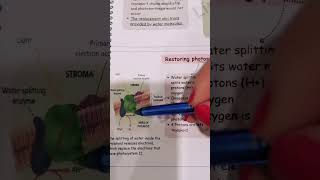 Water splitting enzymebiologypoli11biologygrade11 [upl. by Demetri]