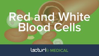 Red and White Blood Cells Structure and Function  Histology [upl. by Leamaj305]