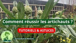 Comment réussir les artichauts XXL tutoriel amp astuce 🌻DIY [upl. by Ylelhsa]