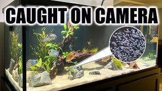 Cichlids Breeding Everywhere in the Fish Room [upl. by Akenot]