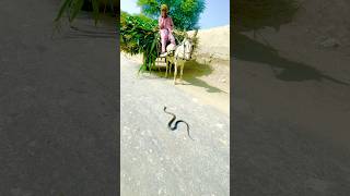 The snake is passing on the road and the donkey stoppednaagokidunia01 snake cobra roadsnake [upl. by Anerec493]