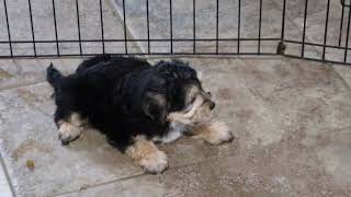 Morkie Puppy Buddy SD 480p [upl. by Llekcir]