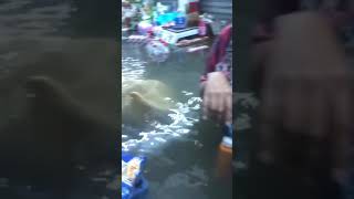 🚨Negocios siendo afectados por las inundaciones en SantoDomingo RepúblicaDominicana [upl. by Shien985]