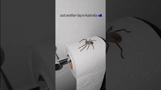 WHAT WOULD YOU DO 🕷️🧻😱😭 comedy funny lol relatable spider spiders [upl. by Rozamond]