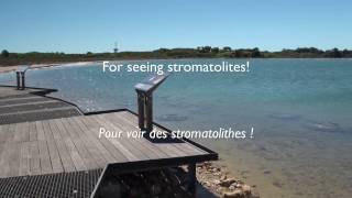 Stromatolites in Western Australia [upl. by Yoko]