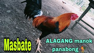 Manok panabong [upl. by Ameer124]