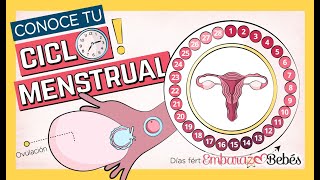 Así Funciona tu CICLO MENSTRUAL 📆🔥 Fases del ciclo ovulación menstruación días fértiles [upl. by Wixted]