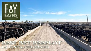 Colorado Feedlot For Sale  Best Bet Beeflot  La Junta Colorado [upl. by Elleiram]