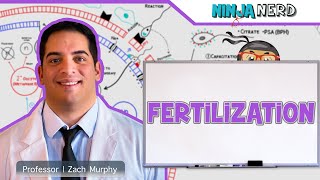 Reproductive System  Fertilization [upl. by Lucky840]