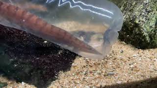 Synodontis irsacae breeding in a feeding bottle [upl. by Euqinu85]