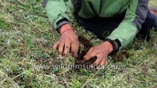 Finding the Holy Grail A Himalayan fungus called Cordyceps [upl. by Arracahs]