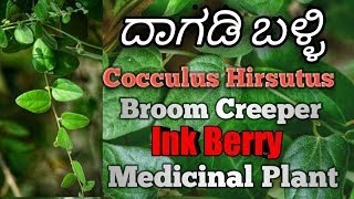 ದಾಗಡಿ ಬಳ್ಳಿ Cocculus Hirsutus Broom creeper Ink Berry [upl. by Aihsas]