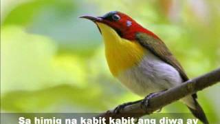 MAY IBONG KAKANTA KANTA Mabuhay Singers Beautiful birds picswmv [upl. by Orlosky]