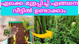 ഏലക്ക മുളപ്പിച്ച് വീട്ടിൽ ഉണ്ടാക്കാംഏലക്കBlack CardamomHow To Grow Cardamom At HomeEllakaAllaka [upl. by Albemarle603]