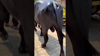 शानदार कटड़ा dairyfarming buffalo bull cow dairyfarm virajbull pashupalanvibhag [upl. by Pfeffer795]