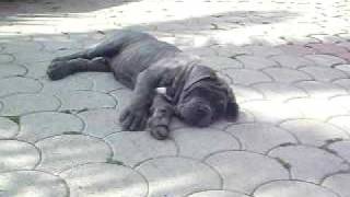 mastino napoletano cuccioli Ardea roma [upl. by Ahsakat244]