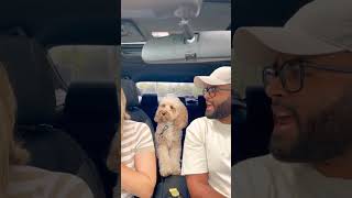 Dog slaps mommy in the face… 😳😳 dogs viral tiktok doglover [upl. by Neslund]