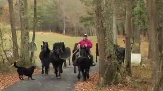 Merens HPS mini transhumance chez Christine et jean louis [upl. by Hadihsar]