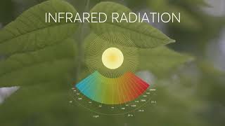 Effe Perfect Wellness  Infrared Cabin [upl. by Cirnek486]