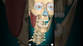 Masseter action Mandible elevation anatomy [upl. by Safir]