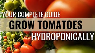 How to Easily Grow Tomatoes in Hydroponics [upl. by Iztim]