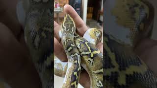 reticulated colourful python snakevideo saveanimalssavenature snakes reel [upl. by Kosel577]