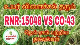 RNR15048 VS CO43 Paddy Variety in Tamil உழவனில்ஒருவன் [upl. by Adli114]