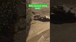 Baby opossum eating duck animals duck opossums food eating survival [upl. by Eustache]