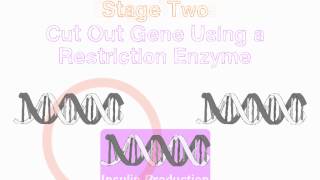 GCSE Biology  Genetic Engineering Insulin [upl. by Emor]