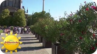 Ein Herbst mit sommerlichen Temperaturen  wie lange bleibt der Sommer  SAT1 Frühstücksfernsehen [upl. by Michaela99]