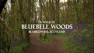 Beautiful Ambient Walk Around Bluebell Wood in Scotland [upl. by Aicxela]