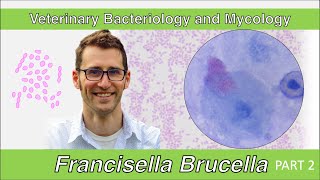 Francisella and Brucella Part 2  Veterinary Bacteriology and Mycology [upl. by Bocyaj]