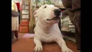 BULL TERRIER KLARKS SONG [upl. by Aydni]