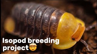 Breeding Different Isopods for Profit💸 My Journey [upl. by Laniger]