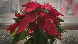 Poinsettia Revival [upl. by Nirrak]