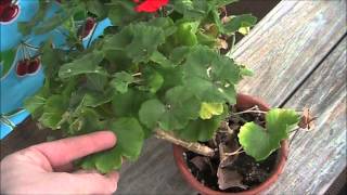 Overwintering Geraniums [upl. by Sorenson]