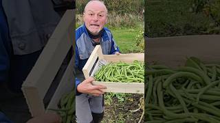 Les haricots verts un légume magique pour le jardin [upl. by Suiremed746]