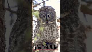 Owl owl wildlife short viral viralshort necher [upl. by Audrit871]