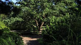 MondayMeditation Meditation Circle at the Pinetum [upl. by Silado986]