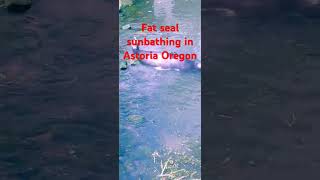 fat seal sunbathing and Astoria Oregon [upl. by Sherrill]