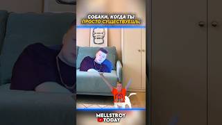 morty питбайк mellstroytoday компотик skibiditoilet скибидитуалет tiktok тикток memes мемa [upl. by Sikko10]