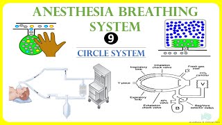 Circle system  Anesthesia Breathing System [upl. by Ebocaj]