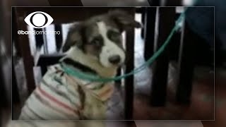 Tragédia em Petrópolis Moradora pede ajuda para salvar animais [upl. by Kauffman]