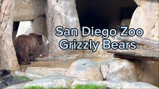 San Diego Zoo Grizzly Bears [upl. by Selma]