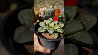 Haworthia cv ‘Dory’ variegate rennyshaworthia [upl. by Ches681]