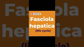 Fasciola hepatica life cycle [upl. by Asirap270]