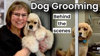 Dog Grooming Behind the Scenes Small Mix Breed dog [upl. by Thirza]