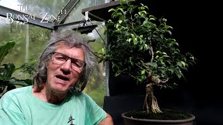 Big Changes for My Ficus benjamina The Bonsai Zone Sept 2024 [upl. by Guenzi]