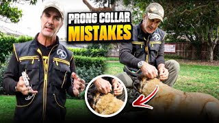 Prong Collar Mistakes and How to Avoid Them [upl. by Atsyrt283]