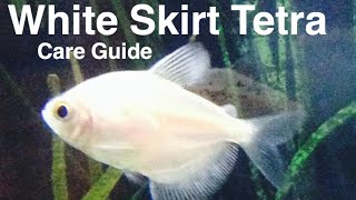 White Skirt Tetra Care Info [upl. by Getraer126]